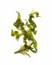 Load image into Gallery viewer, Mekabu Hydrating Salon Size Conditioner - Peakly